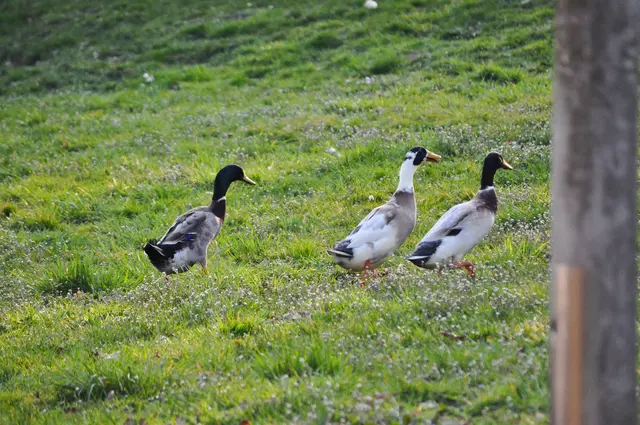 So, jetzt aber alle den Berg rauf. | Foto: Daniela Somers