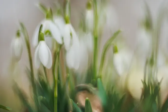 Foto: Britta Springler