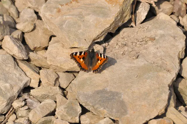 Auf den warmen Steinen ist es ideal für eine kurze Pause. | Foto: Daniela Somers