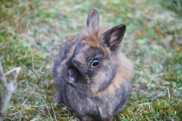 Zum verlieben niedlich | Foto: Daniela Somers