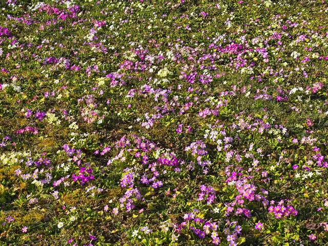 Foto: Heidrun Rosenberger