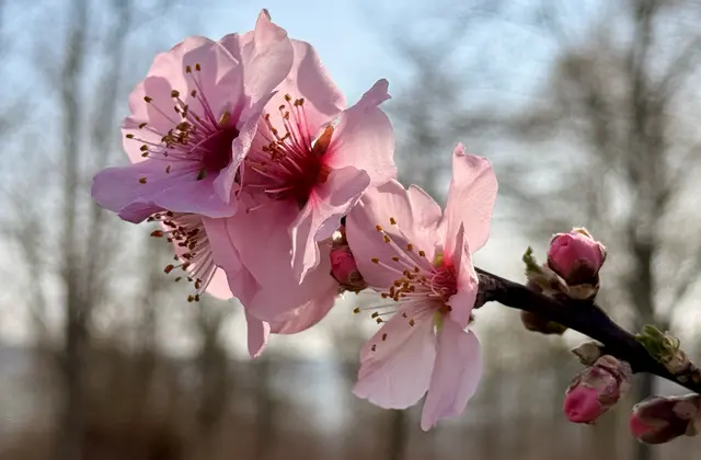 Rosa Traum am Breitenauer See | Foto: Moni Bordt