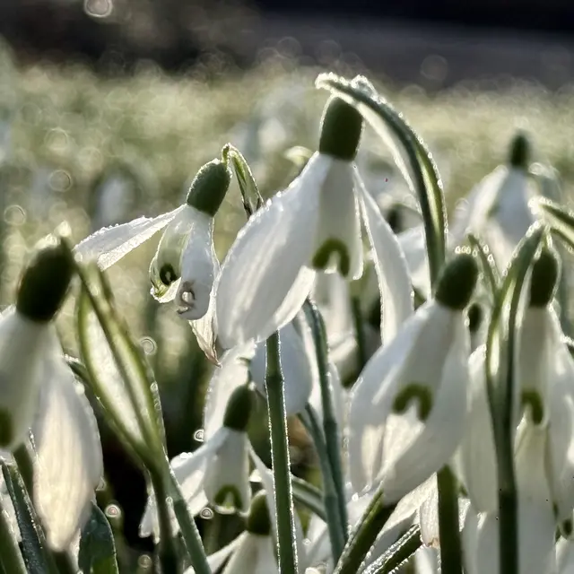 Schneeglöckchen am frühen Morgen | Foto: Moni Bordt