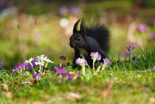 "Manni" hat den Frühling gefunden | Foto: Moni Bordt