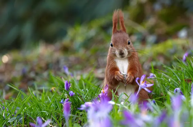 Auf der Krokuswiese | Foto: Moni Bordt