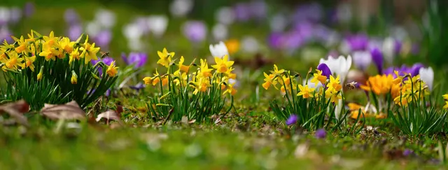 Osterglocken und Krokusse auf der Friedhofswiese...und ein bisschen "gebrummsel" | Foto: Moni Bordt