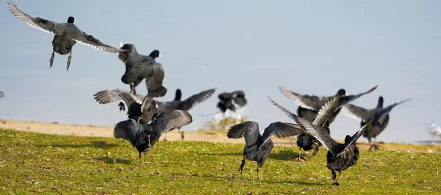 Flucht der Rallen in den Breitenauer See | Foto: Moni Bordt