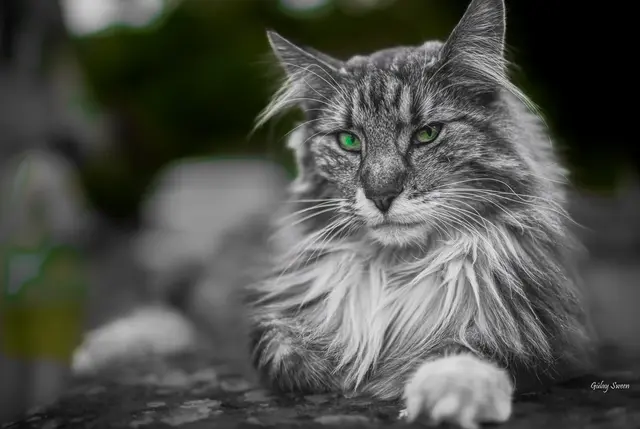 Foto: Gülay Sween