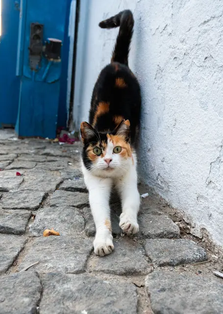 Foto: Gülay Sween