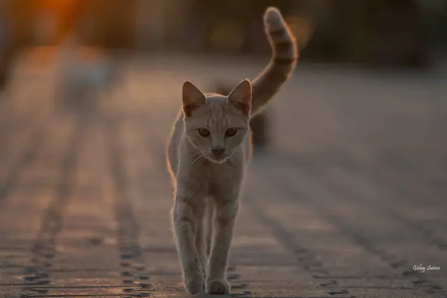 Foto: Gülay Sween