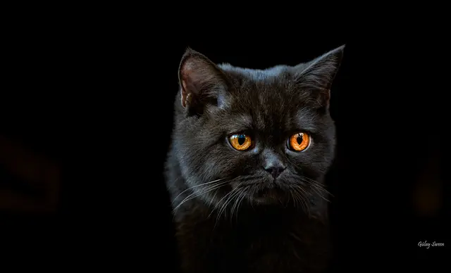 Foto: Gülay Sween