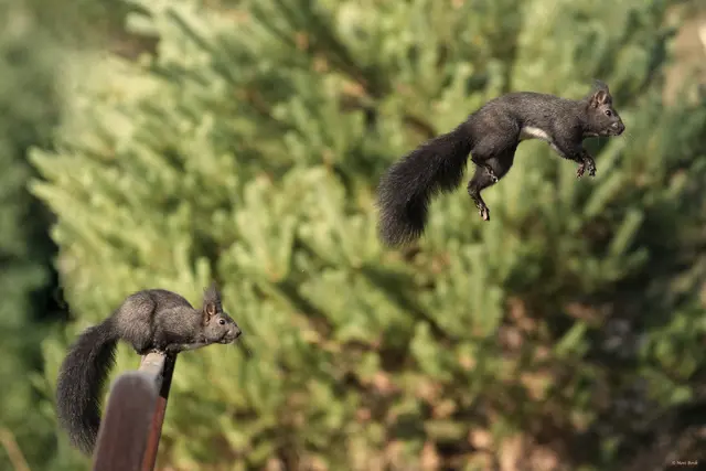 Spring Hörni spring! | Foto: Moni Bordt