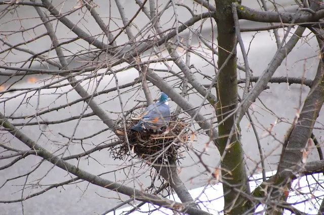 Die Ringeltaube bezieht ihr letztjähriges Nest. | Foto: Heidrun Rosenberger