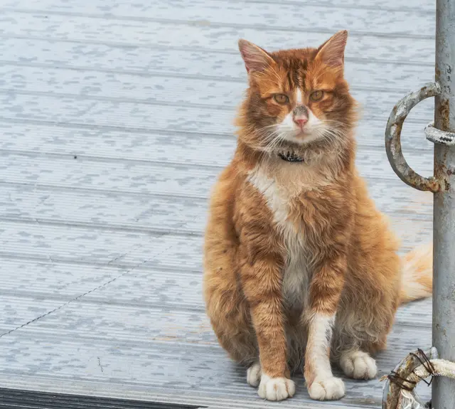 Foto: Gülay Sween