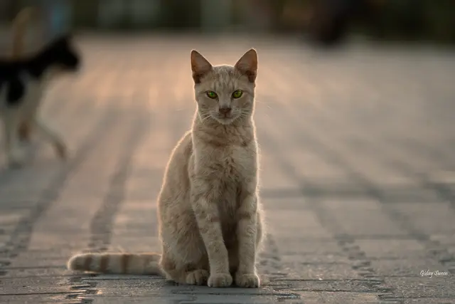 Foto: Gülay Sween