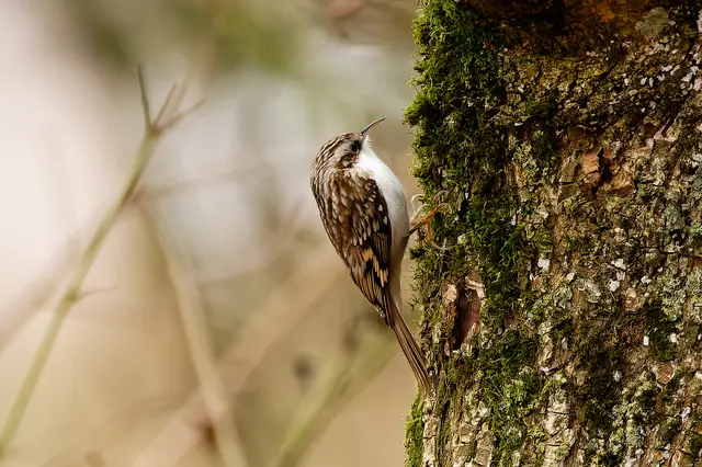 Der Waldbaumläufer ist ein scheuer Geselle, man bekommt ihn nur selten zu sehen. | Foto: Michael Harmsen
