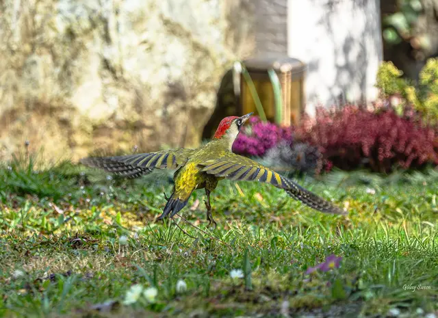 Grüünspecht im Flug  | Foto: Gülay Sween