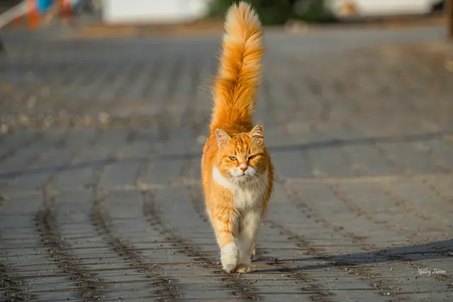 Foto: Gülay Sween
