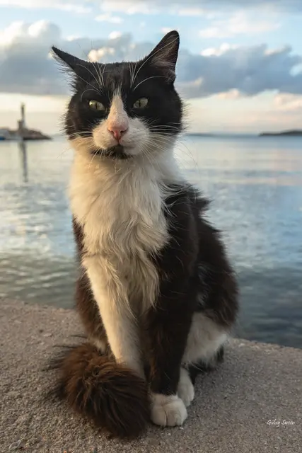 Foto: Gülay Sween