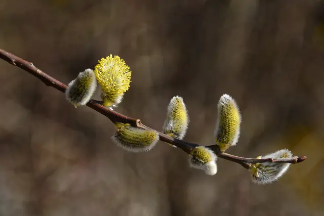 Es geht eindeutig in Richtung Frühling. | Foto: Michael Harmsen