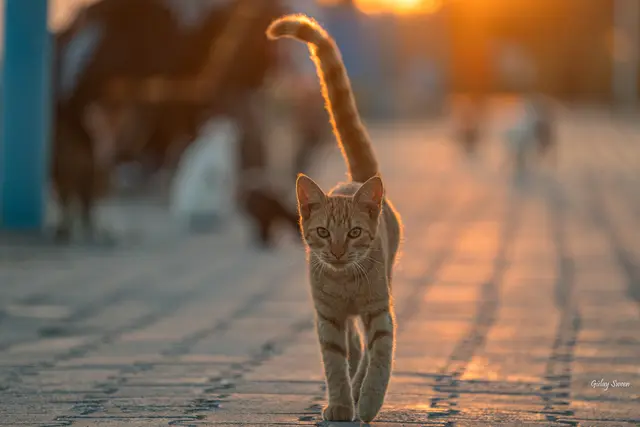 Foto: Gülay Sween