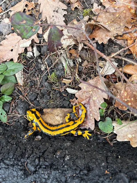 Rettungsaktion erfolgreich, es waren zuviele Wanderschuhe in der Nähe | Foto: Astrid Bierschenk