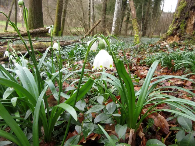 Märzenbecher breiten sich auch in Flein aus | Foto: WandernGabyErich