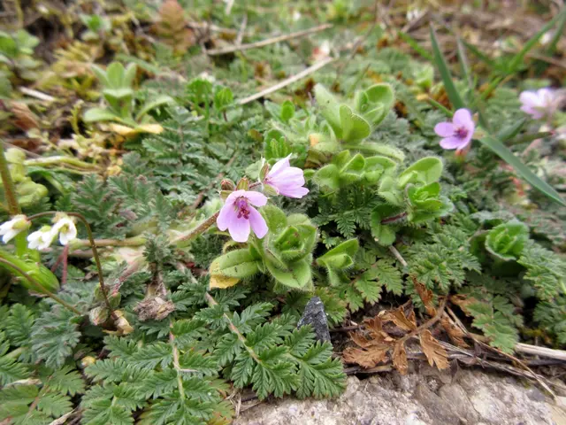 Gewöhnlicher Reiherschnabel, ein zartes kleines Pflänzchen | Foto: WandernGabyErich