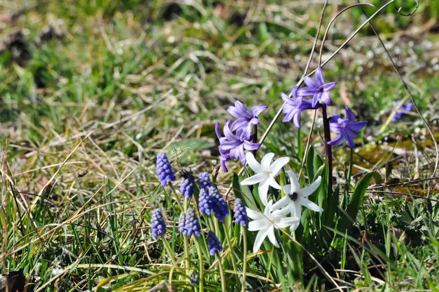 Am Weinberg sieht man ab und an kleine Blumensträuße. Einfach schön. | Foto: Daniela Somers