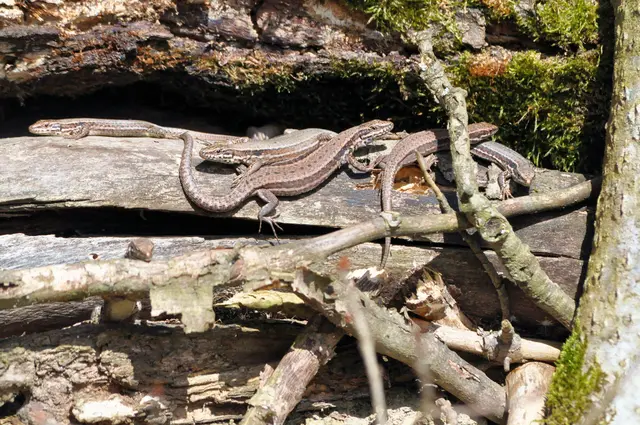 Hier lebt eine ganze Eidechsen-Kolonie. | Foto: Daniela Somers