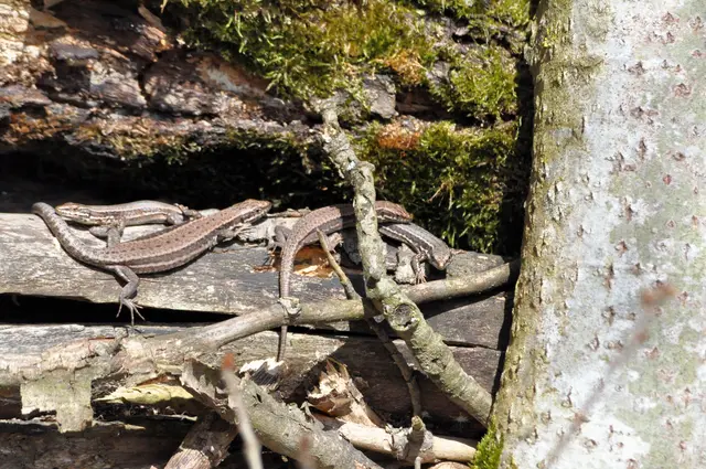 Hier gehts drunter und drüber. | Foto: Daniela Somers