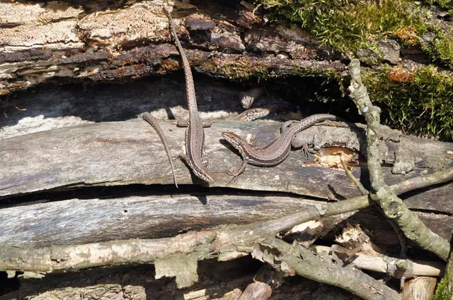 Hier herrscht ein munteres Gewusel. | Foto: Daniela Somers