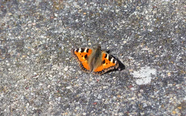 Der kleine Fuchs ist überall unterwegs und viele der Flattermänner begleiten meinen Weg am Waldrand entlang. | Foto: Daniela Somers