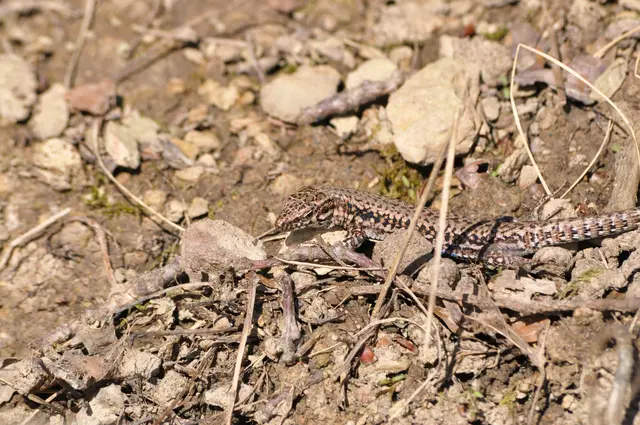 Ein besonders schönes Exemplar | Foto: Daniela Somers