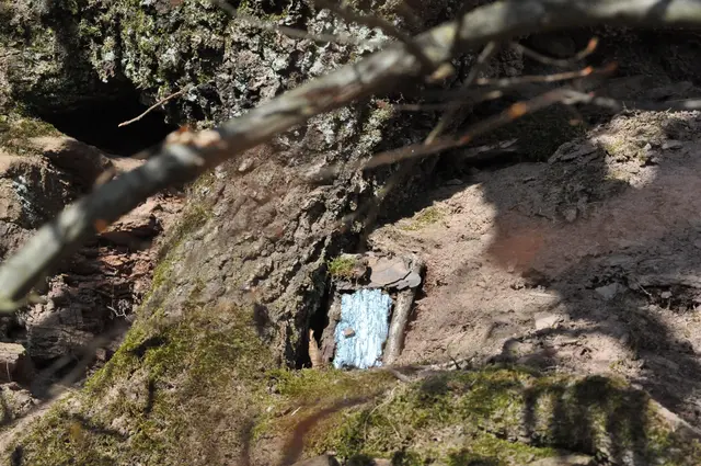 Leider hat sich die Waldfee nicht blicken lassen. | Foto: Daniela Somers