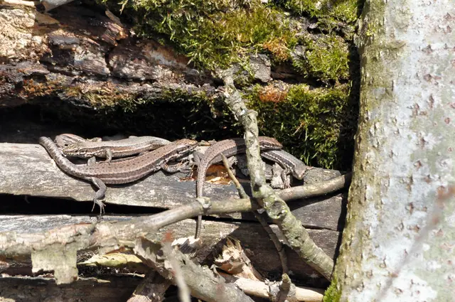 Macht einfach Spaß die Tiere zu beobachten | Foto: Daniela Somers