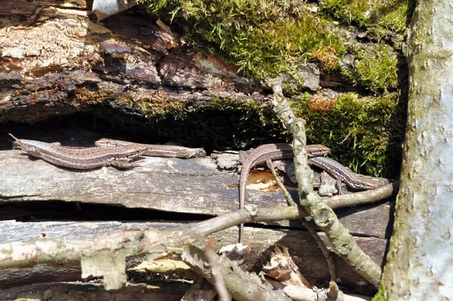 Ideal. Warmes Holz, warme Steine, Südseite und viele Versteckmöglichkeiten. | Foto: Daniela Somers
