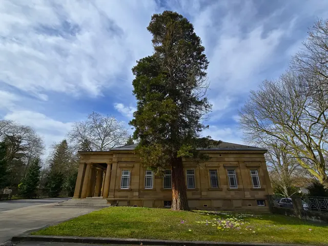 Hauptfriedhof Heilbronn:  Hier am Haupteingang befindet sich der erste Riesenmammutbaum (Bergmammutbaum). Pflanzjahr 1954/55. | Foto: Heidrun Rosenberger