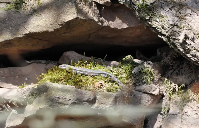 Und wem die Steine zu hart sind, der sucht sich ein Plätzchen auf Moos. | Foto: Daniela Somers