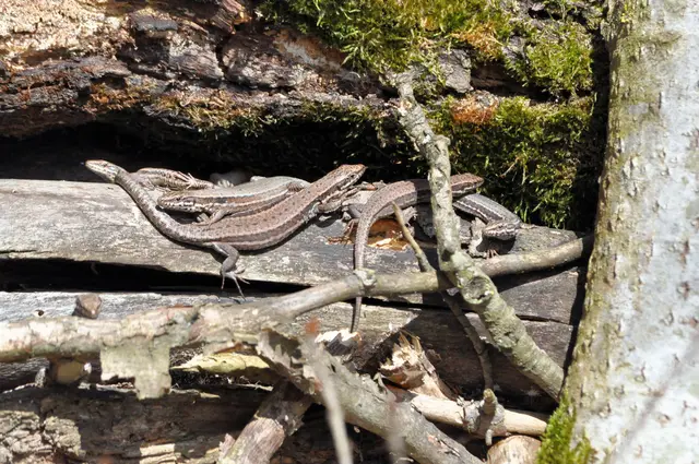 Wir sind viele und liegen gerne zusammen. | Foto: Daniela Somers