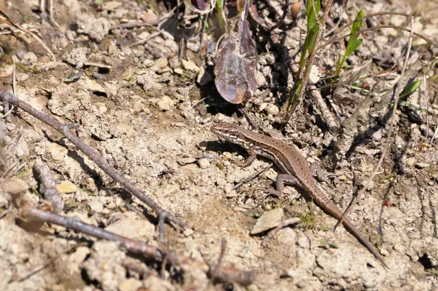 Wer hat sich da bewegt? | Foto: Daniela Somers