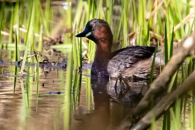Zwergtaucher  | Foto: Helga Rosenberger