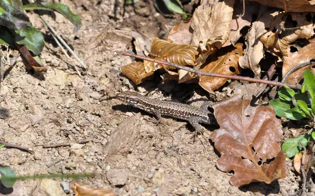 Ab und an muss man auch mal auf die Jagt gehen. | Foto: Daniela Somers
