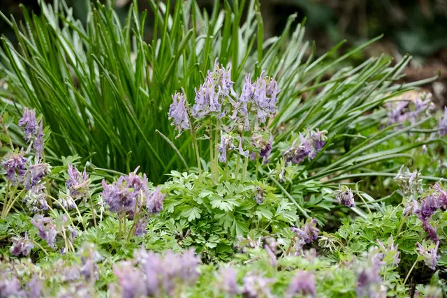 Lerchensporn | Foto: ED