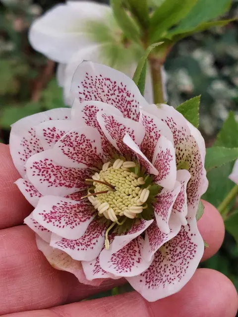 Eine zauberhafte Lenzrose. | Foto: Ute Schmalz 