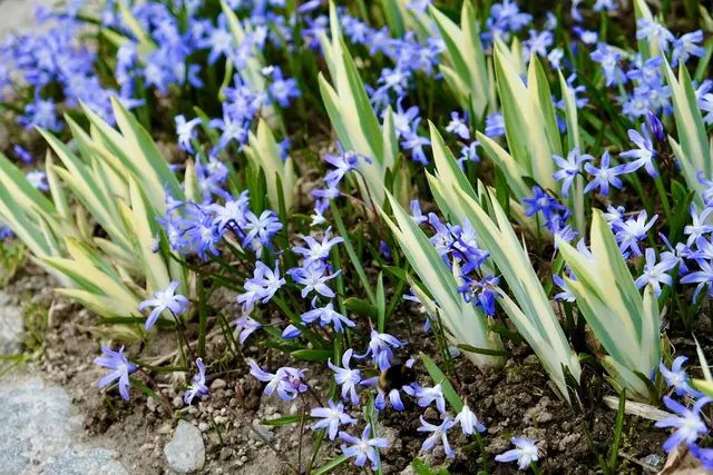 Scilla und Irisblätter | Foto: ED