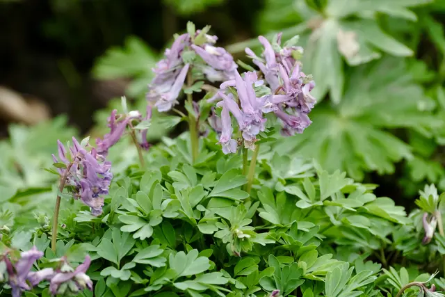 Lerchensporn | Foto: ED