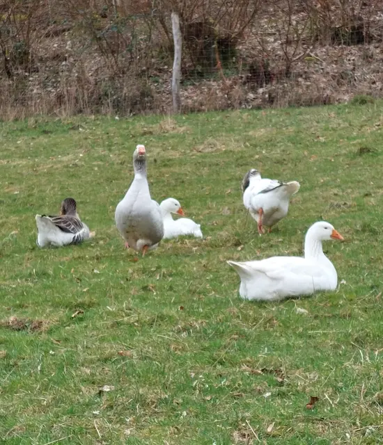 Diese Gänseschar gehört einfach zur Sommersmühle.  Sie fühlen sich dort total wohl.  Wenn sie außerhalb der Gatter auf dem Gelände unterwegs sind,  muss man manchmal ein bissle aufpassen  - sie verteidigen es wie ein Wachhund.   | Foto: Ute Schmalz 