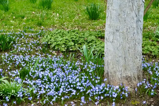 Blausterne | Foto: ED