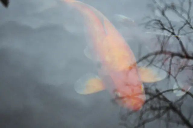 Das Wasser des Dorfbrunnens muss eine gute Qualität haben. Hier schwimmen viele Kois und fühlen sich sichtlich wohl. | Foto: Daniela Somers